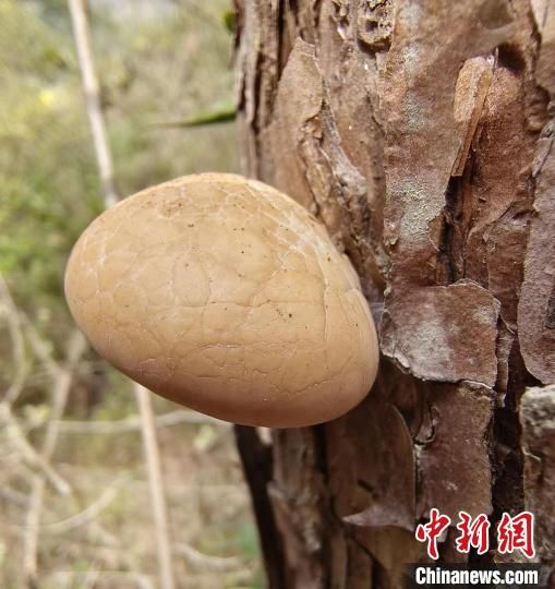 圖為秦嶺隱孔菌。 (陜西理工大學(xué)供圖) 圖為秦嶺隱孔菌?!?陜西理工大學(xué)供圖)
