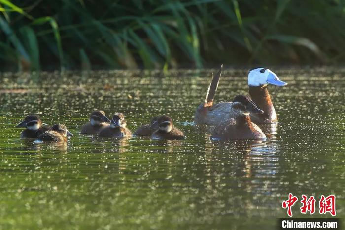 今年6月,在克拉瑪依古海生態(tài)公園(一期)東側(cè)水域,白頭硬尾鴨一家出游。(資料圖)劉銀鋼 攝