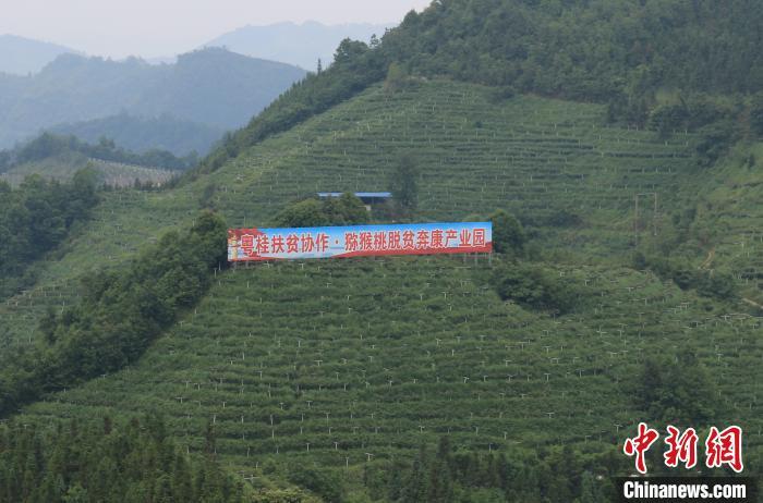 圖為廣西樂業(yè)深圳扶貧獼猴桃產(chǎn)業(yè)園,該園連片種植獼猴桃2萬畝,油茶1.6萬畝,芒果1.2萬畝,粵桂資金投入1億元,惠及樂業(yè)縣8個(gè)鄉(xiāng)鎮(zhèn),受益貧困戶14287戶61095人。廣西扶貧辦供圖 點(diǎn)擊進(jìn)入下一頁