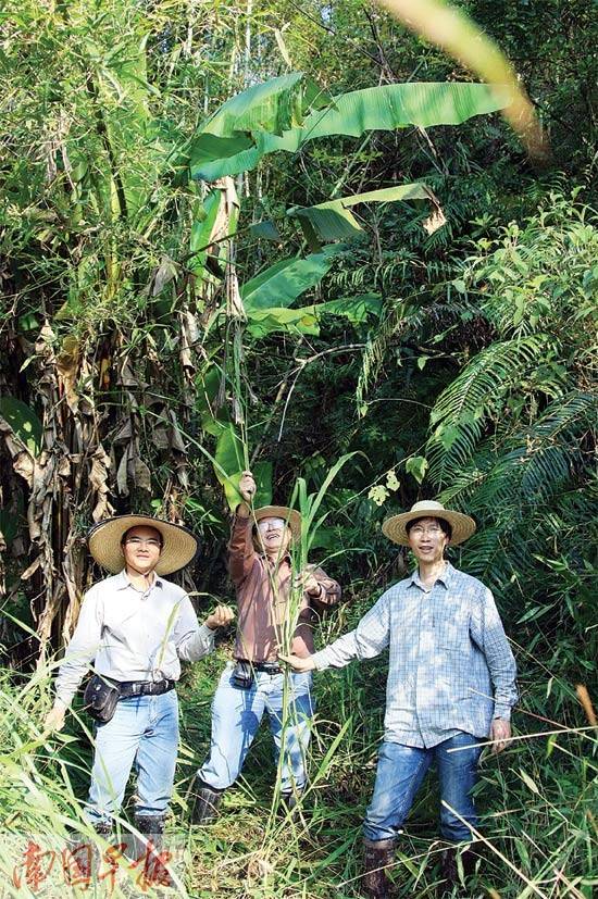全國最大野生稻苗圃順利搬遷 保
