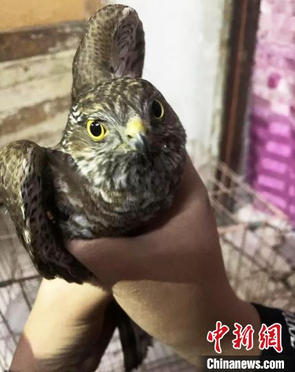 青海格爾木成功救助國家二級(jí)保護(hù)動(dòng)物雀鷹