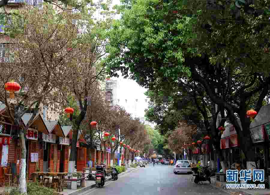 13種植物進(jìn)入昆明綠化樹(shù)禁止名單