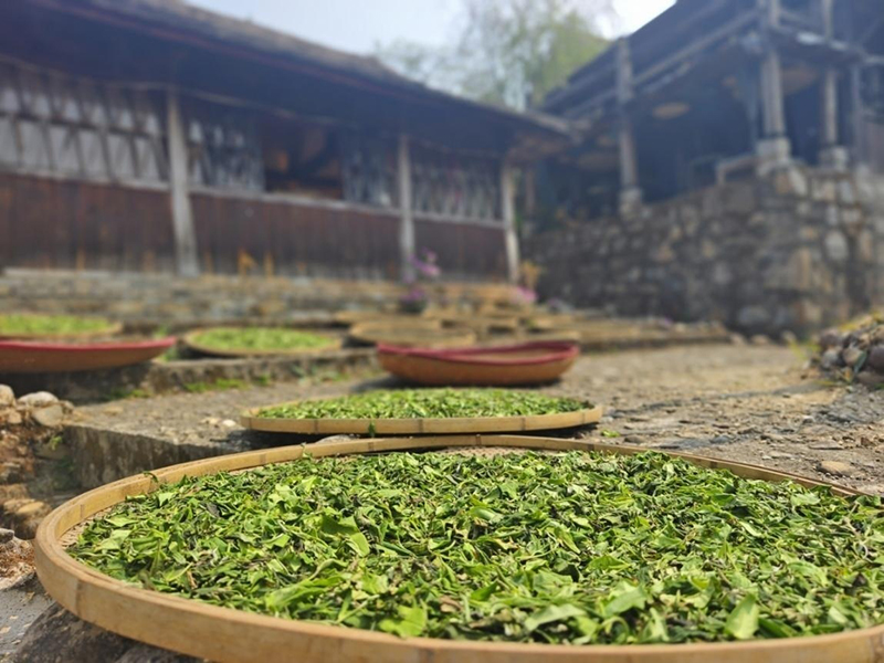 景邁山家家戶戶開始采茶、制茶。李茂穎攝