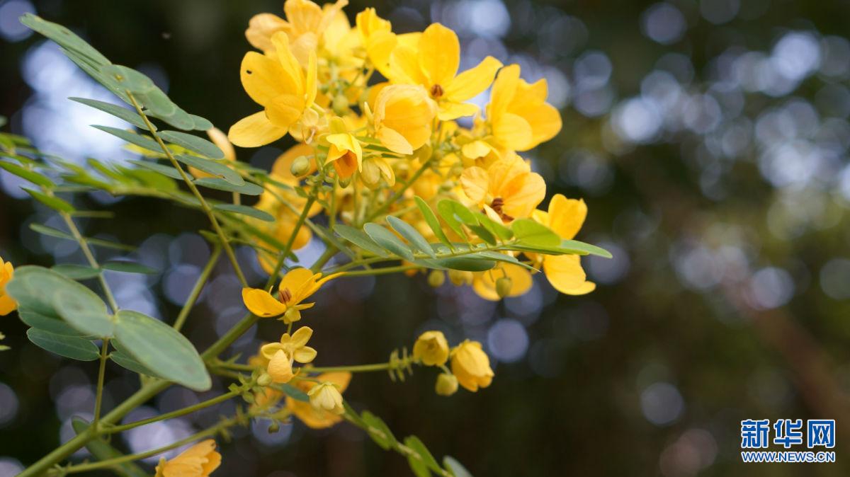 13種植物進(jìn)入昆明綠化樹(shù)禁止名單