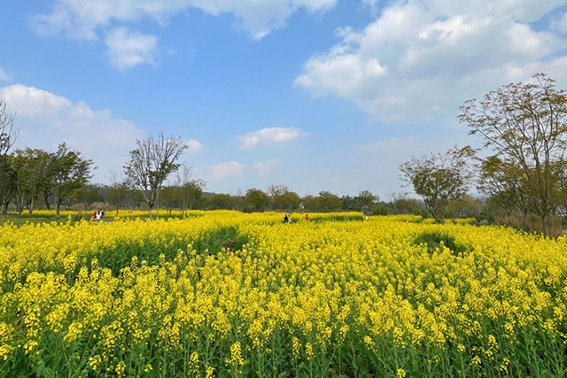 每到油菜花季,就有市民相約到重慶廣陽島上踏青賞花。鄒樂攝