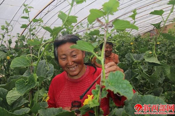 后張家灘村村民大棚人工授??jpg