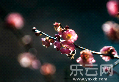 黑龍?zhí)?。一枝紅梅傲然霜雪，迎風(fēng)怒放。