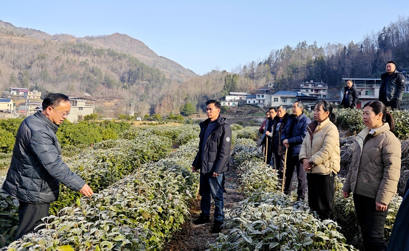 農(nóng)技人員現(xiàn)場指導(dǎo)茶農(nóng)管護技能。紫陽縣融媒體中心供圖