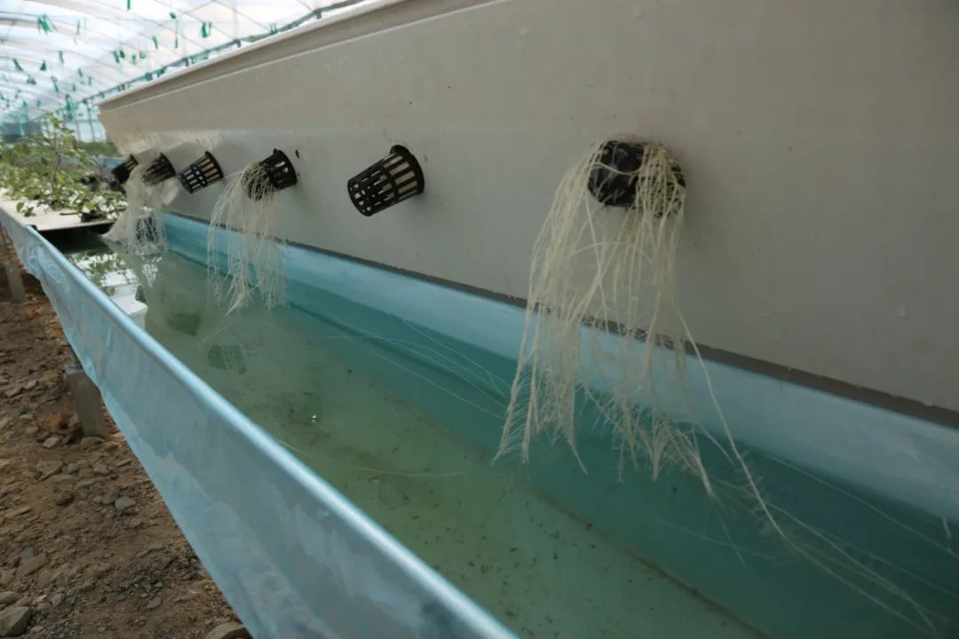無土栽培(水培)技術,打造水培種植基地。萬李攝 無土栽培(水培)技術,打造水培種植基地。萬李攝
