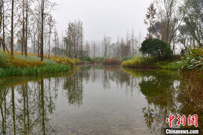 圖為廣陽島水流潺潺,臘梅飄香,蘆竹溪草長(zhǎng)隨風(fēng)搖曳,舒展出一幅美麗的綠色生態(tài)畫卷?!×_永皓 攝 圖為廣陽島水流潺潺,臘梅飄香,蘆竹溪草長(zhǎng)隨風(fēng)搖曳,舒展出一幅美麗的綠色生態(tài)畫卷?!×_永皓 攝