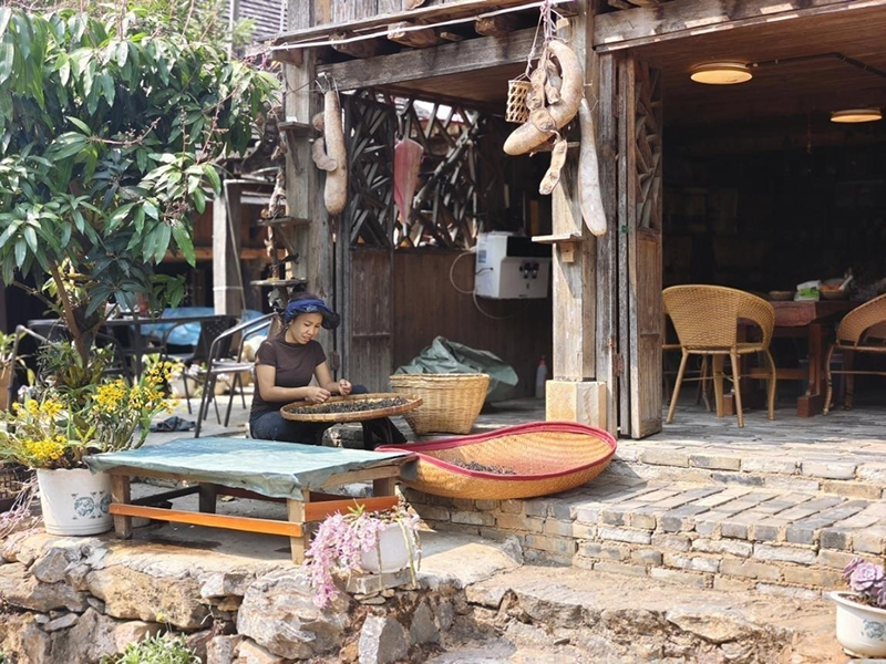景邁山家家戶戶開始采茶、制茶。李茂穎攝
