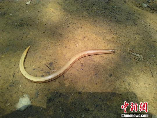 重慶縉云山自然保護區(qū)首次發(fā)現(xiàn)瀕危物種“蛇蜥”