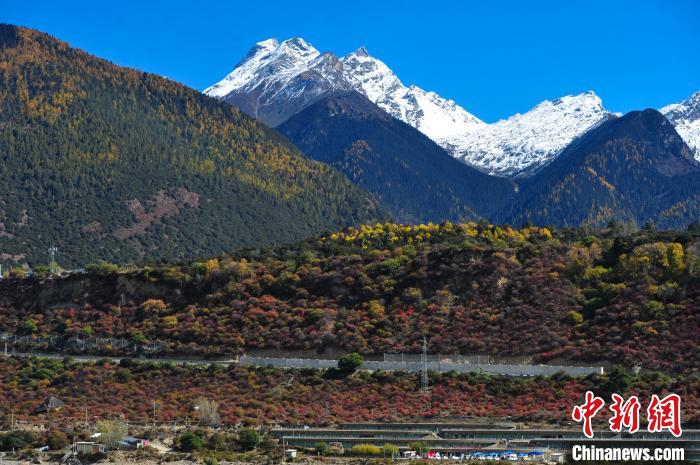 圖為11月8日，時值秋末冬初，雅魯藏布大峽谷旅游景區(qū)內(nèi)五彩交織的森林上雪峰林立，景色迷人?！垈?攝