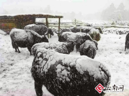 暴雪