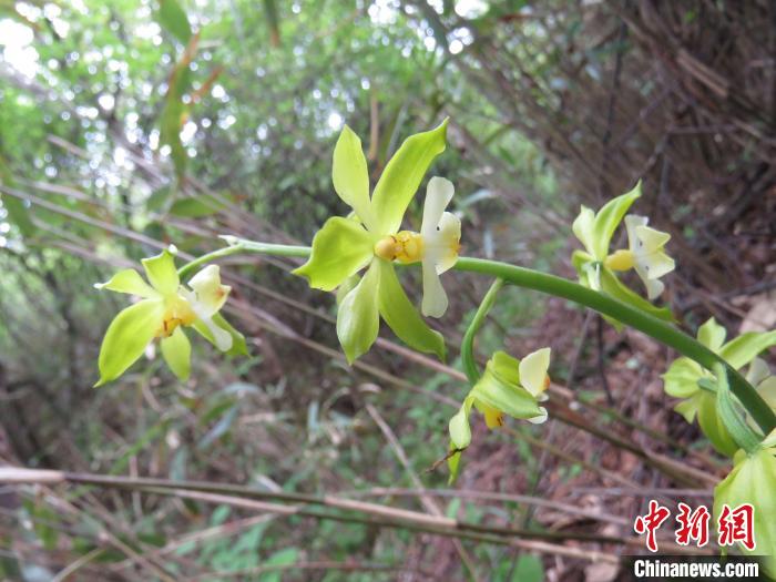 圖為“巫溪蝦脊蘭”?!∈茉L單位供圖 攝 圖為“巫溪蝦脊蘭”?!∈茉L單位供圖 攝