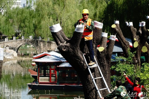 4月12日，工人們正在柳蔭公園為柳樹(shù)雌株嫁接雄株枝條，通過(guò)“變性”的方法達(dá)到治理飛絮的目的。本報(bào)記者 賀 勇攝
