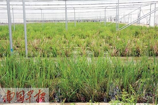 全國最大野生稻苗圃順利搬遷 保