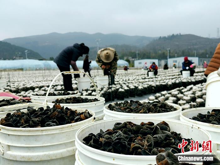 沿河縣官舟鎮(zhèn)馬腦村今年建起了107畝黑木耳示范基地。<a target='_blank' >中新網(wǎng)</a>記者 宋宇晟 攝 點(diǎn)擊進(jìn)入下一頁