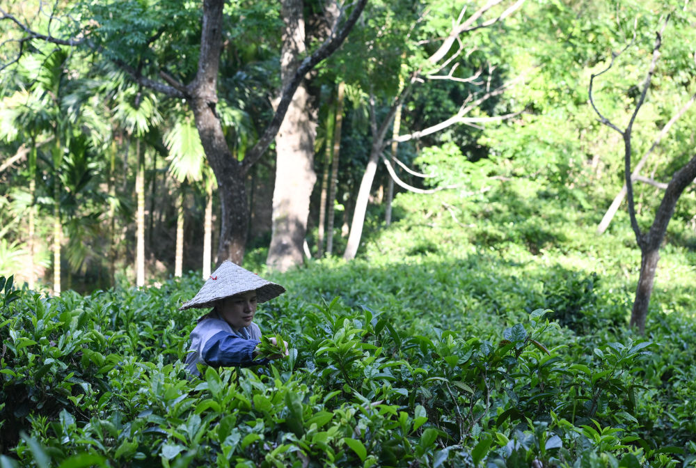 毛納村茶農(nóng)在茶園采茶(4月10日攝)。 新華社記者 楊冠宇 攝 毛納村茶農(nóng)在茶園采茶(4月10日攝)。 新華社記者 楊冠宇 攝