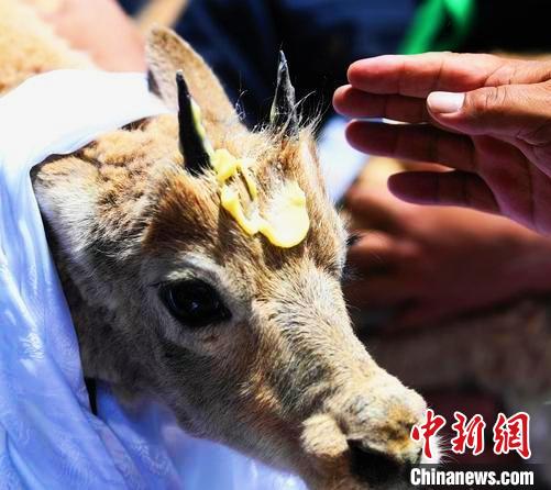 可可西里索南達(dá)杰野生動(dòng)物救護(hù)中心已救護(hù)各類(lèi)動(dòng)物600余只