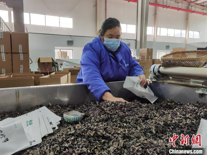 圖為務工的村民在打包黑木耳。周燕玲 攝 點擊進入下一頁