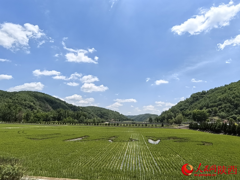 眼前的南泥灣,稻田青青,如詩如畫。人民網記者 賈凱璐攝 眼前的南泥灣,稻田青青,如詩如畫。人民網記者 賈凱璐攝
