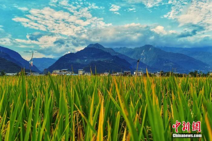 資料圖:四川平武鄉(xiāng)村,藍(lán)天白云下成片的水稻。胡宇 攝 點(diǎn)擊進(jìn)入下一頁(yè)