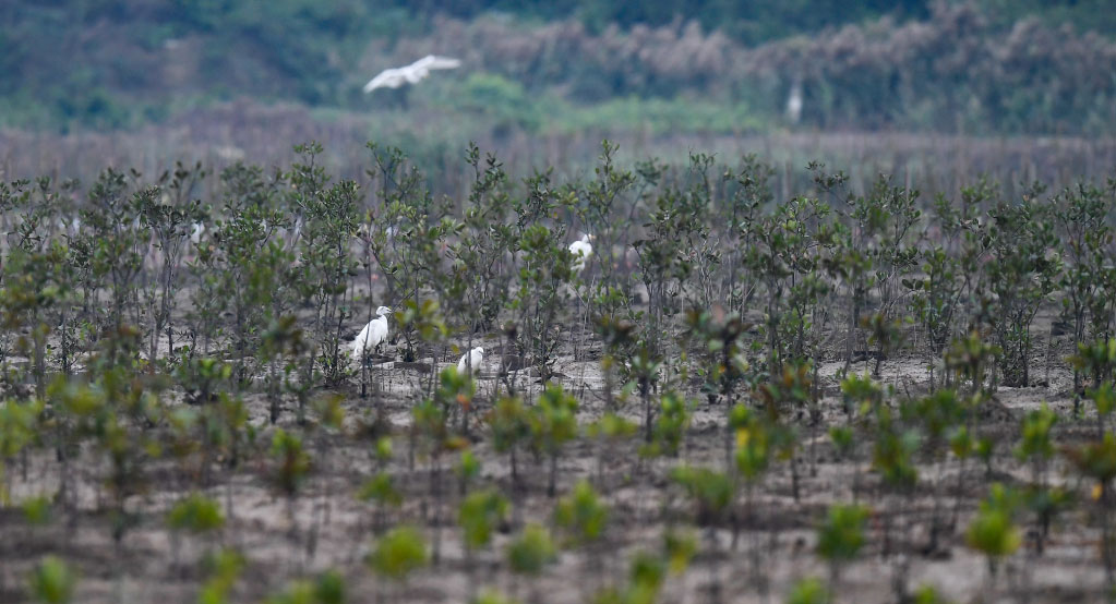2020年12月23日,鷺鳥在海南東寨港栽種好的紅樹林內(nèi)活動(dòng)。新華社記者 楊冠宇 攝 2020年12月23日,鷺鳥在海南東寨港栽種好的紅樹林內(nèi)活動(dòng)。新華社記者 楊冠宇 攝