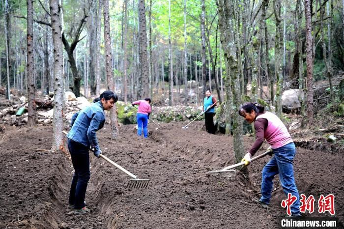 陜西省漢中市留壩縣農戶正在林下種植西洋參?!埻?攝 陜西省漢中市留壩縣農戶正在林下種植西洋參?!埻?攝