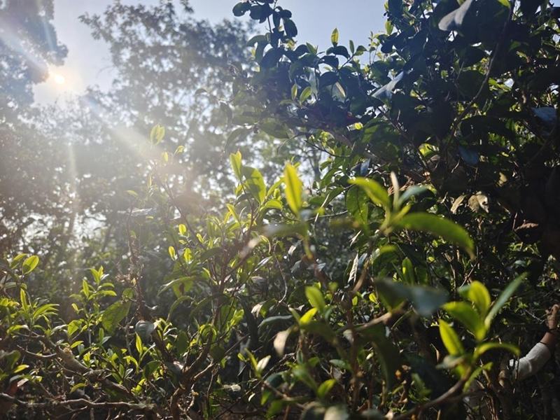 陽光灑進景邁山古茶園。李茂穎攝