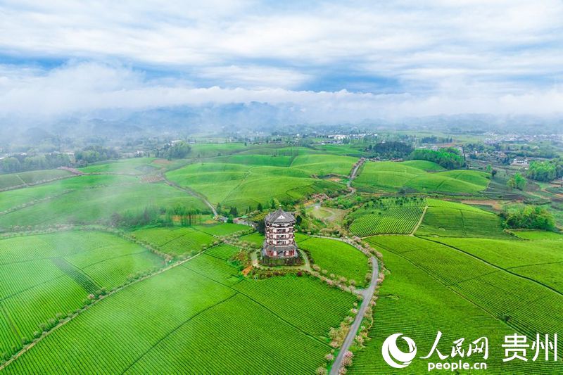 航拍貴州省遵義市湄潭縣的萬畝茶海景區(qū)。人民網(wǎng)記者 涂敏攝