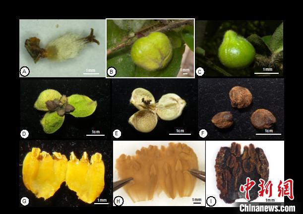 圖為云南管蕊茶的形態(tài)特征(A-F)及與同組另外2種的形態(tài)比較。中科院昆明植物研究所供圖
