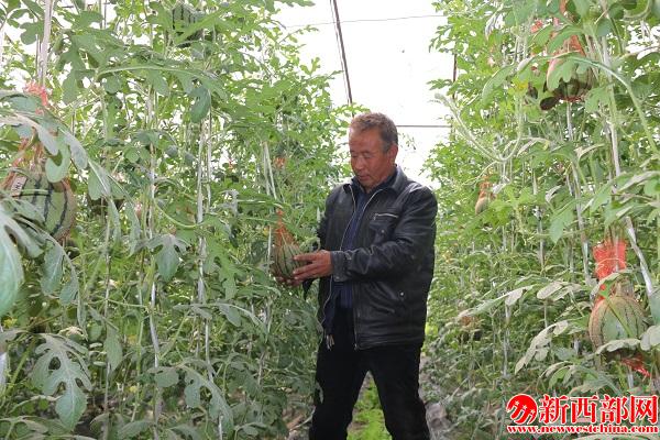 瓦村馮丹榮家的大棚西??jpg
