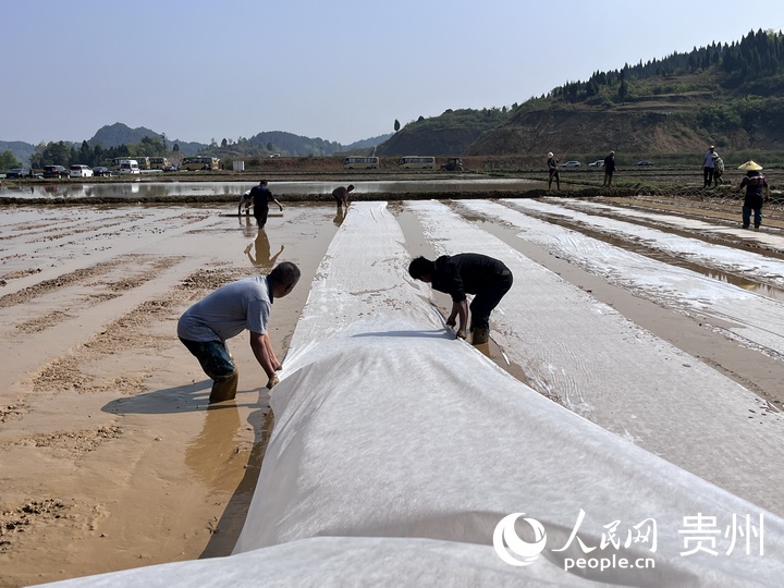 貴陽(yáng)市堰塘村水稻播種現(xiàn)場(chǎng)。人民網(wǎng) 陳潔泉攝