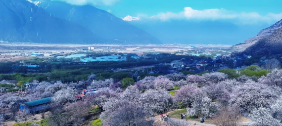 春天桃花盛開的嘎拉村。 人民網(wǎng) 李海霞攝 點(diǎn)擊進(jìn)入下一頁