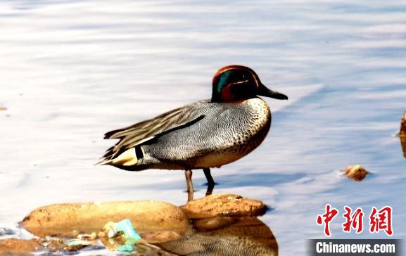 青海瑪可河國家濕地公園鳥類監(jiān)測新增10種