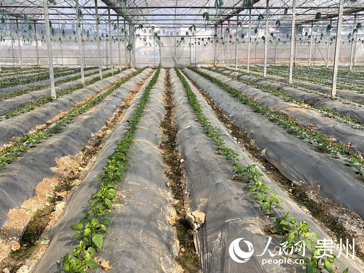 貴陽(yáng)市臨江村高標(biāo)準(zhǔn)蔬菜保供基地內(nèi)蔬菜長(zhǎng)勢(shì)良好。人民網(wǎng) 陳潔泉攝