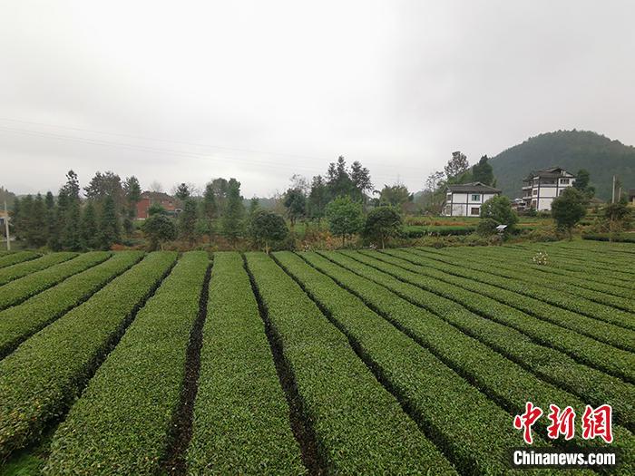 記者走進(jìn)貴州遵義市鳳岡縣永安鎮(zhèn)田壩村的萬畝茶園,冬季的茶園濕冷異常。<a target='_blank' >中新網(wǎng)</a>記者 宋宇晟 攝 點(diǎn)擊進(jìn)入下一頁