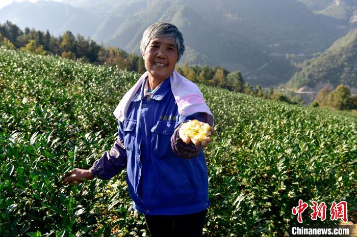 彭水保家鎮(zhèn)白茶產(chǎn)業(yè)基地農(nóng)戶增收笑開顏。 羅永皓 攝 彭水保家鎮(zhèn)白茶產(chǎn)業(yè)基地農(nóng)戶增收笑開顏?!×_永皓 攝