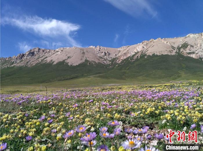 青藏高原灌木線景觀?!≈锌圃呵嗖馗咴?供圖 青藏高原灌木線景觀?!≈锌圃呵嗖馗咴?供圖