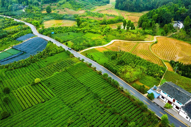 湄潭縣湄潭27°茶海路,榮獲2020年度全國(guó)“十大最美農(nóng)村路”。圖片由貴州省公路局提供 湄潭縣湄潭27°茶海路,榮獲2020年度全國(guó)“十大最美農(nóng)村路”。圖片由貴州省公路局提供