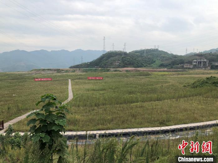 9月21日,中化涪陵化工生態(tài)環(huán)境修復(fù)基地,昔日的磷石膏渣場(chǎng)已完成封場(chǎng)閉庫(kù)、覆土復(fù)綠,綠草間點(diǎn)綴著波斯菊和格?;ā!±罴?攝 9月21日,中化涪陵化工生態(tài)環(huán)境修復(fù)基地,昔日的磷石膏渣場(chǎng)已完成封場(chǎng)閉庫(kù)、覆土復(fù)綠,綠草間點(diǎn)綴著波斯菊和格?;?。 李純 攝